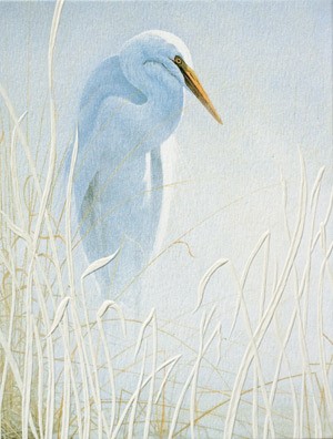 Snowy Egret | Bird friendly note cards