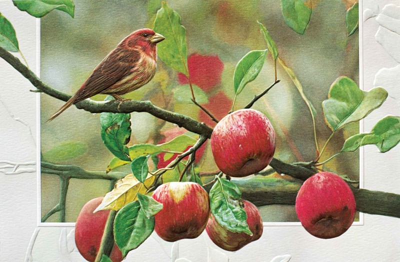 Appletime | Embossed inspirational bird greeting cards