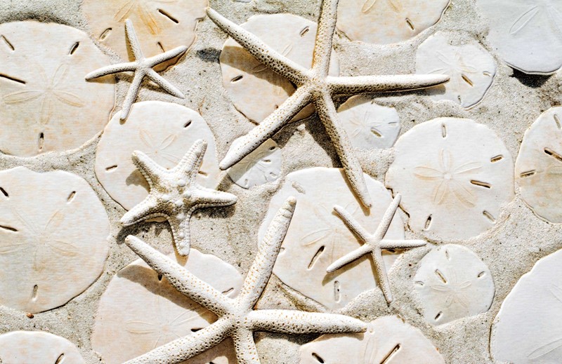 Stars and Dollars | Seashell themed greeting cards