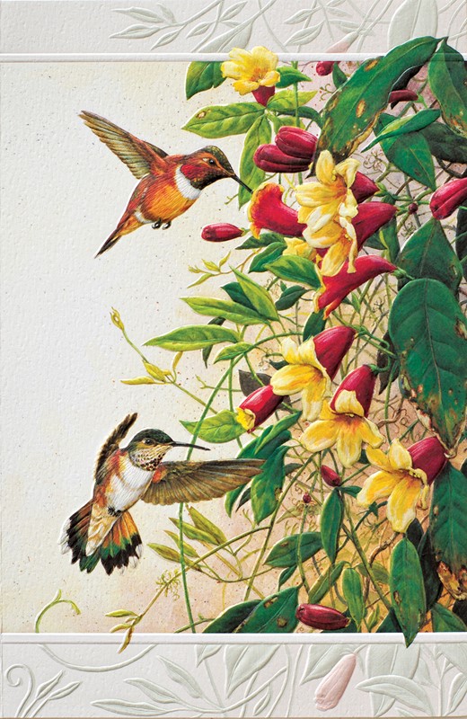 Rufous Hummingbirds | Birthday greeting cards