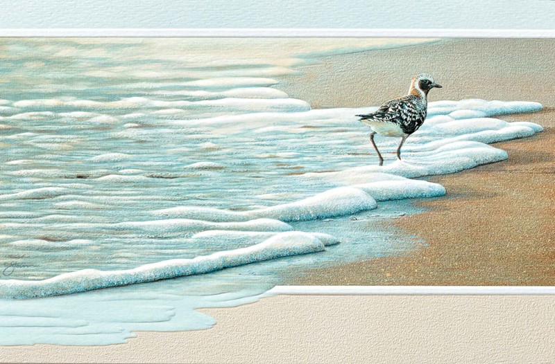 Surf Walker | Shorebird greeting cares, Made in the USA