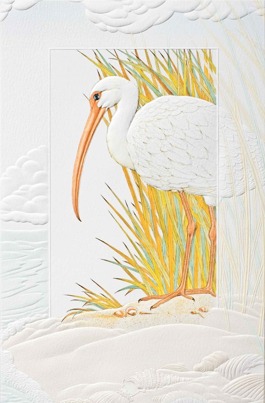 Ibis | Shorebird embossed birthday cards