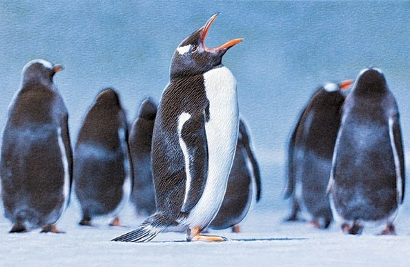 Gentoo Penguin | Penguin birthday cards