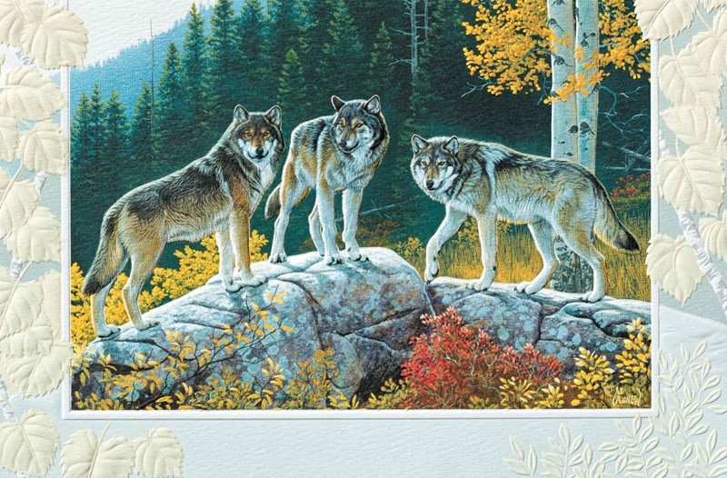 Trio of Wolves | Wildlife birthday cards