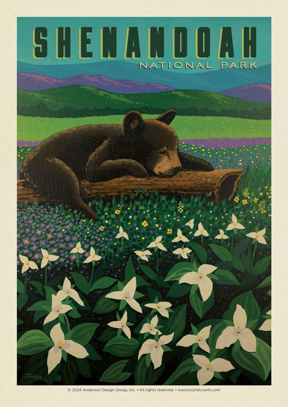 Shenandoah NP Wildflower Cub Postcard | USA Made