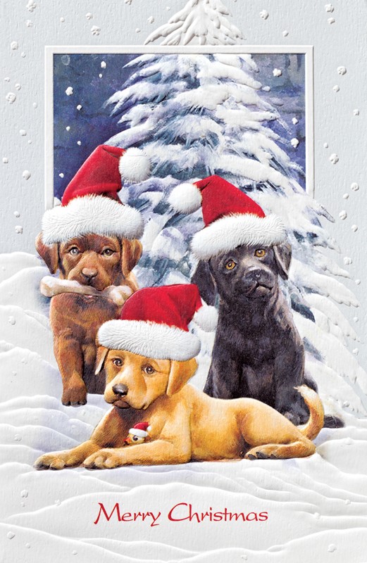 Trio of Trouble | Cat & Dog boxed Christmas cards