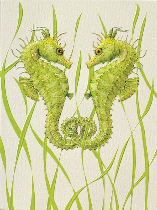 Seahorse Duo | Boxed Notes