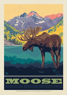 National Park Wildlife Moose | USA Made