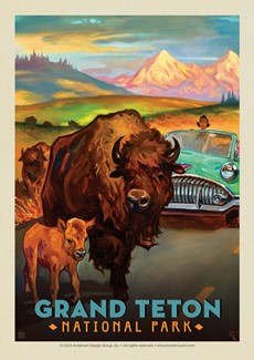 Grand Teton NP Bison Postcard | USA Made