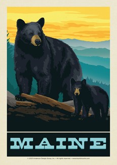 Maine Bears Postcard | USA Made