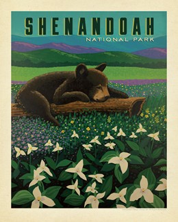 Shenandoah NP Wildflower Cub 8" x 10" | Made in the USA