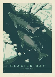 Glacier Bay NP Whale Watching Postcard | Postcard