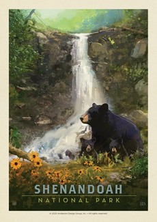 Shenandoah NP Bear Family  | Postcard