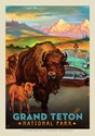 Grand Teton NP Bison Postcard