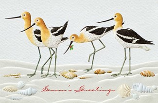 Joyful Avocets