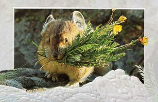 Pika Posies (TY) Folded - W/Env