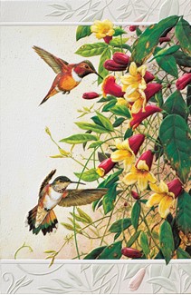 Rufous Hummingbirds Folded - W/Env