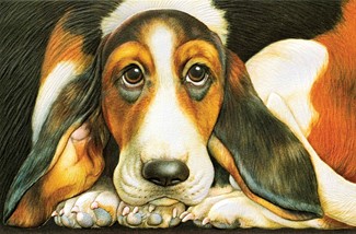 Basset Hound (GW) Folded - W/Env