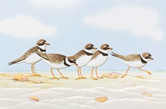 Playful Plovers (EN) Folded - W/Env