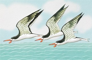 Black Skimmers (TY) Folded - W/Env