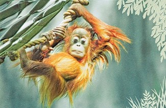 Orangutan Baby Folded - W/Env