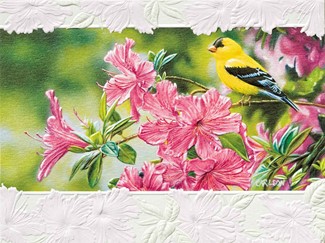 Goldfinch In Azaleas (BK) Petite Folded - W/Env