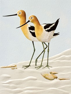 Avocets - BLANK