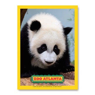 Atlanta Zoo Panda Baby Vert Sticker
