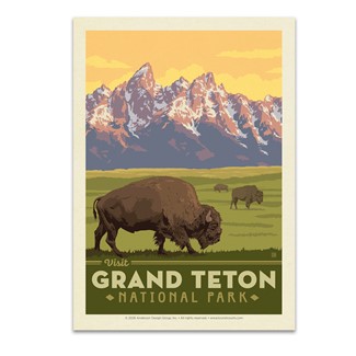 Grand Teton NP Bisons Postcard