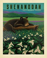 Shenandoah NP Wildflower Cub 8" x 10"