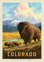 CO Bison Postcard
