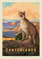 Canyonlands NP Cougar Postcard