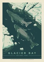 Glacier Bay NP Whale Watching Postcard