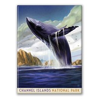 Channel Islands NP Breaching Whale Magnet