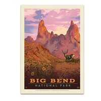 Big Bend NP Mule Deer Postcard