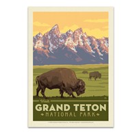 Grand Teton NP Bisons Postcard