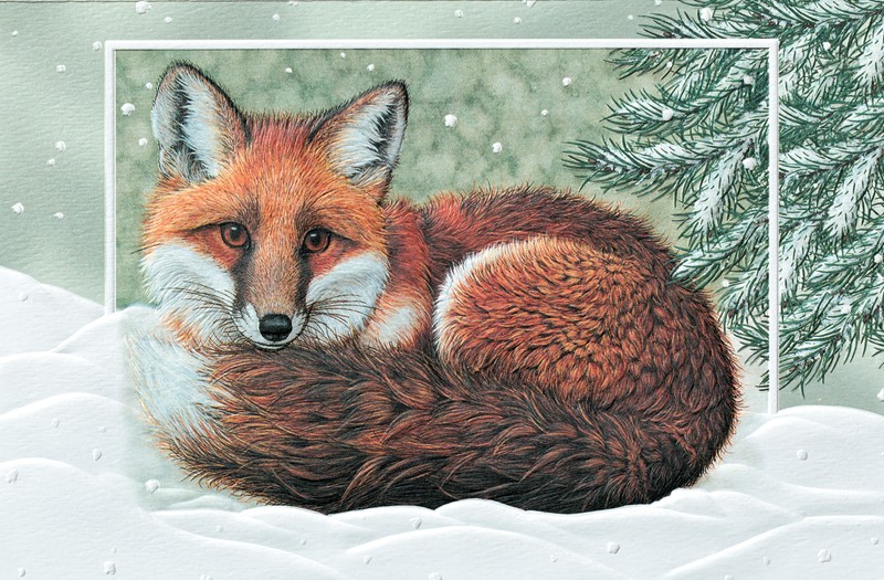 Winter Fox Wildlife Boxed Christmas Cards